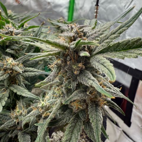 Mephisto Double Grape growlog photo: Day 60.