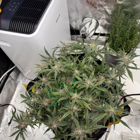 Mephisto Double Grape growlog photo: Day 60.