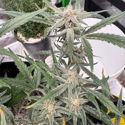 Mephisto Double Grape growlog photo: Day 60.