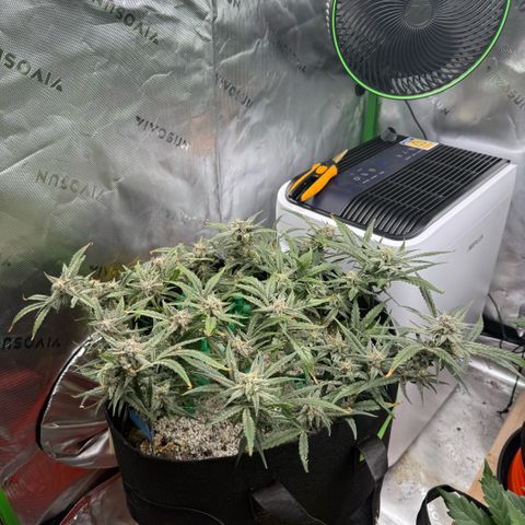 Mephisto Double Grape growlog photo: Day 61