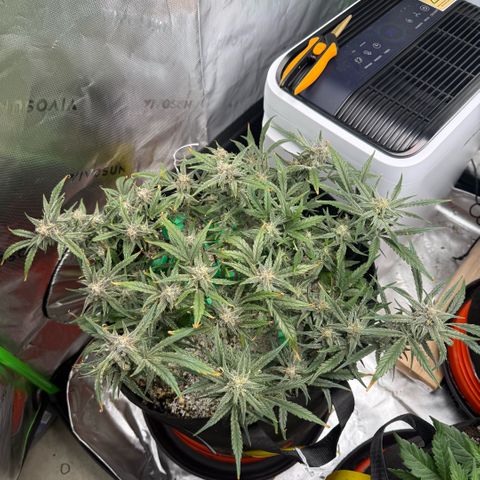 Mephisto Double Grape growlog photo: Day 61