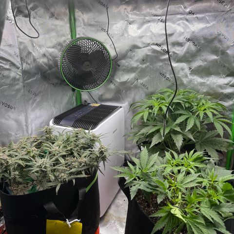 Mephisto Double Grape growlog photo: Day 62