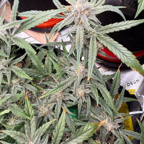 Mephisto Double Grape growlog photo: Day 62