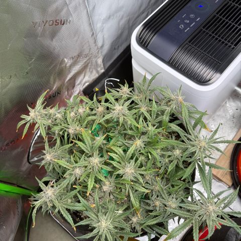 Mephisto Double Grape growlog photo: Day 62
