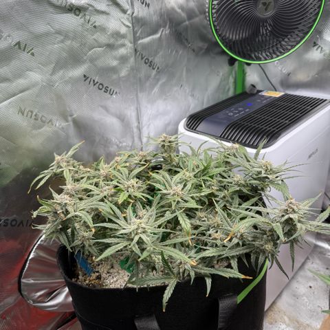 Mephisto Double Grape growlog photo: Day 62