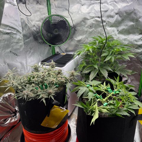 Mephisto Double Grape growlog photo: Day 63