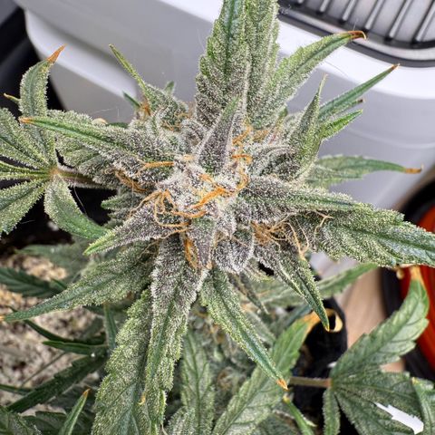 Mephisto Double Grape growlog photo: Day 63