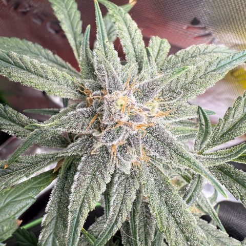 Mephisto Double Grape growlog photo: Day 63