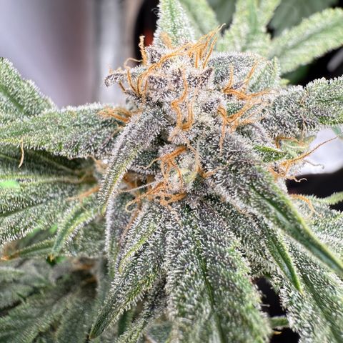Mephisto Double Grape growlog photo: Day 63