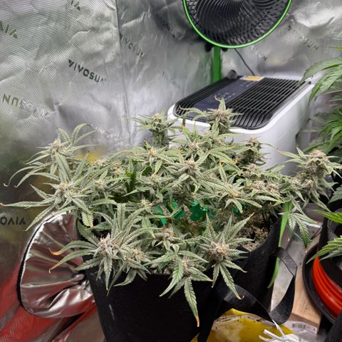 Mephisto Double Grape growlog photo: Day 63