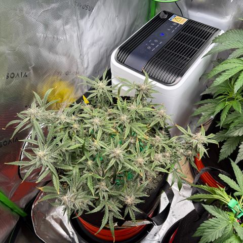 Mephisto Double Grape growlog photo: Day 63