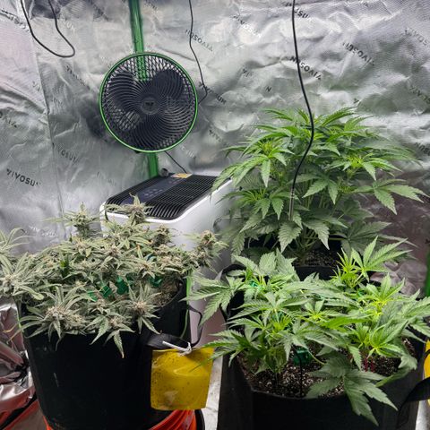 Mephisto Double Grape growlog photo: Day 64