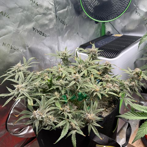 Mephisto Double Grape growlog photo: Day 64