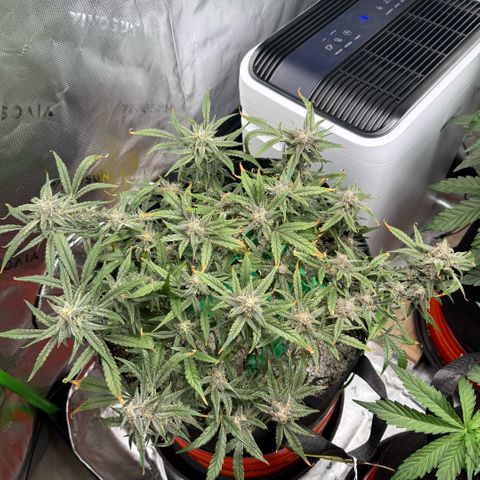 Mephisto Double Grape growlog photo: Day 64