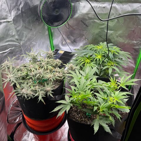 Mephisto Double Grape growlog photo: Day 65