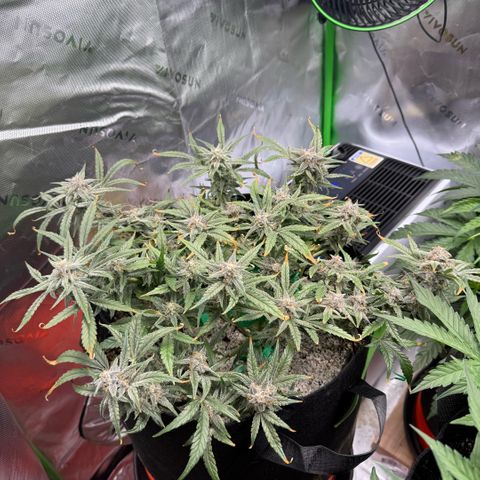 Mephisto Double Grape growlog photo: Day 65