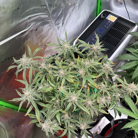 Mephisto Double Grape growlog photo: Day 65