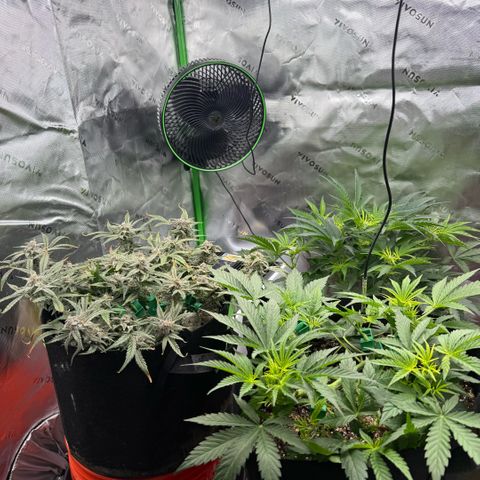 Mephisto Double Grape growlog photo: Day 66