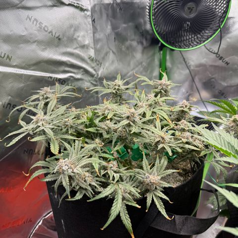 Mephisto Double Grape growlog photo: Day 66