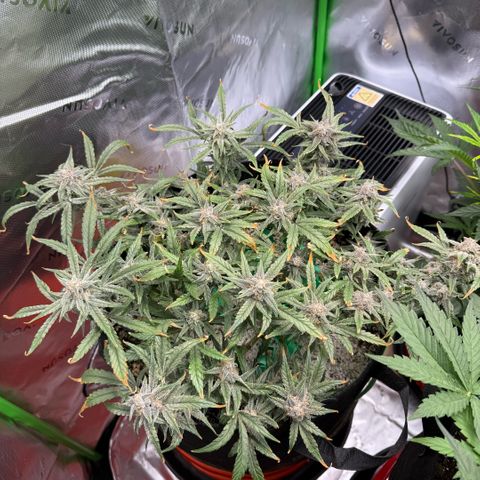 Mephisto Double Grape growlog photo: Day 66