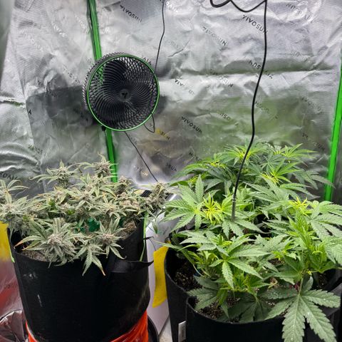 Mephisto Double Grape growlog photo: Day 67