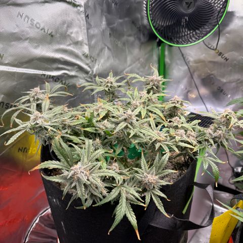 Mephisto Double Grape growlog photo: Day 67