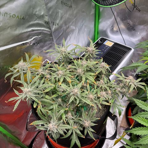 Mephisto Double Grape growlog photo: Day 67