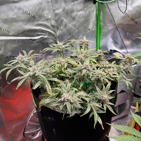 Mephisto Double Grape growlog photo: Day 68