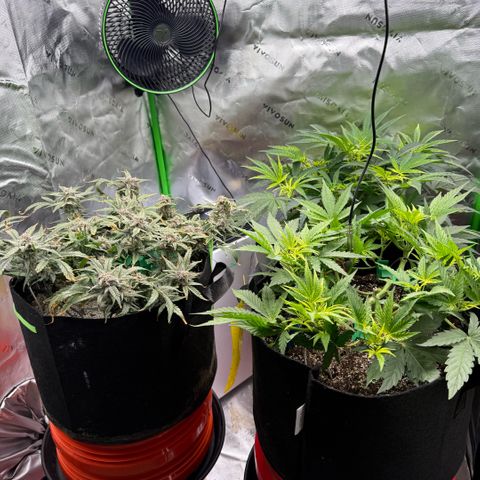 Mephisto Double Grape growlog photo: Day 68