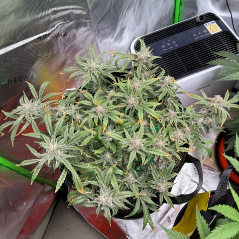 Mephisto Double Grape growlog photo: Day 68