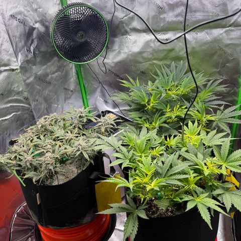 Mephisto Double Grape growlog photo: Day 69. Nice.