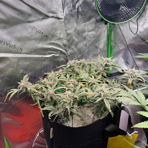 Mephisto Double Grape growlog photo: Day 69. Nice.