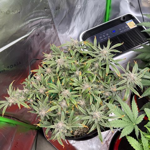 Mephisto Double Grape growlog photo: Day 69. Nice.