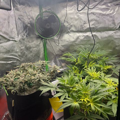 Mephisto Double Grape growlog photo: Day 70
