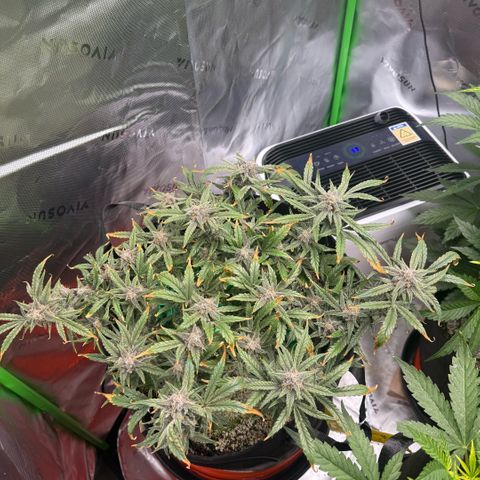 Mephisto Double Grape growlog photo: Day 70
