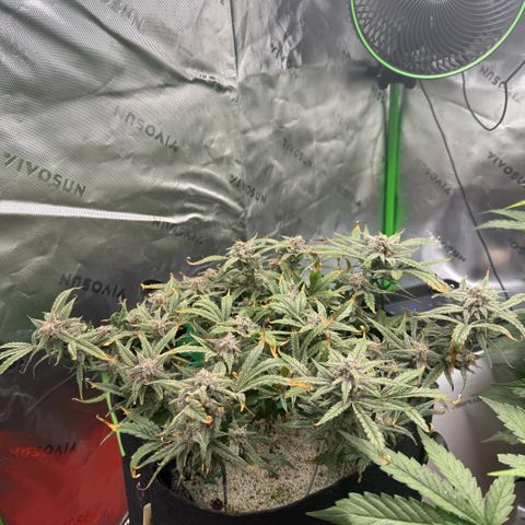 Mephisto Double Grape growlog photo: Day 70