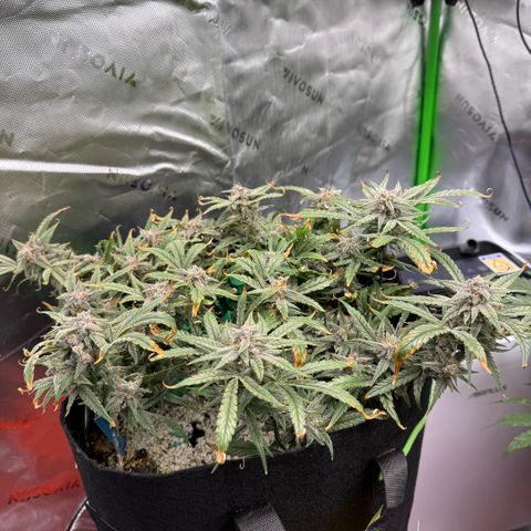 Mephisto Double Grape growlog photo: Day 71