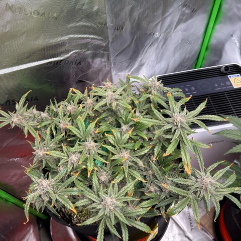 Mephisto Double Grape growlog photo: Day 71