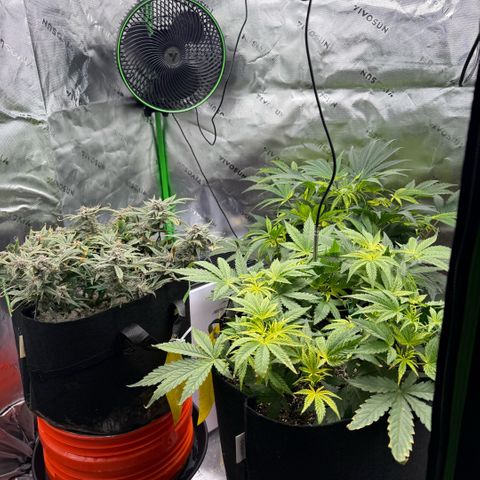 Mephisto Double Grape growlog photo: Day 71
