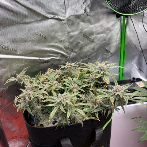 Mephisto Double Grape growlog photo: Day 72