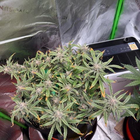 Mephisto Double Grape growlog photo: Day 72