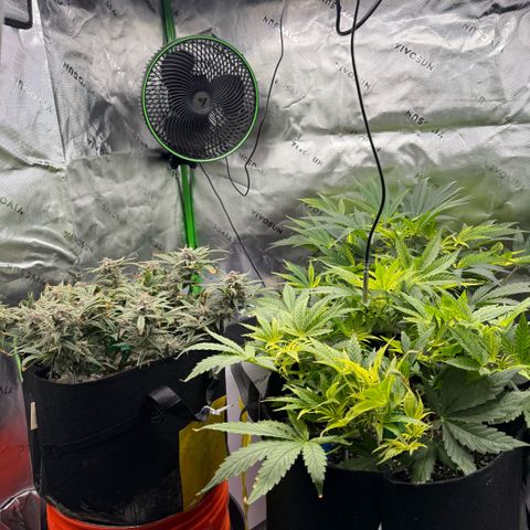 Mephisto Double Grape growlog photo: Day 72