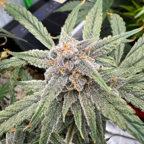 Mephisto Double Grape growlog photo: Day 72