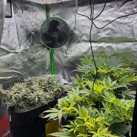 Mephisto Double Grape growlog photo: Day 73