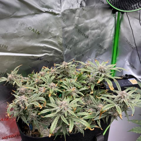 Mephisto Double Grape growlog photo: Day 73