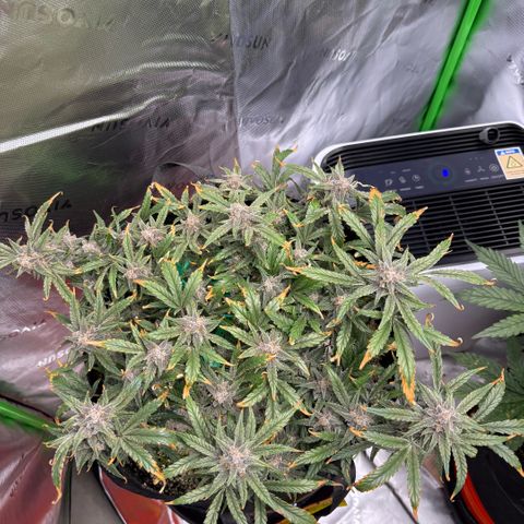 Mephisto Double Grape growlog photo: Day 73
