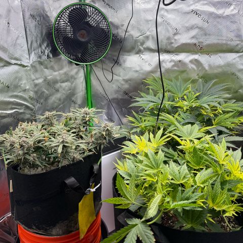 Mephisto Double Grape growlog photo: Day 74. Harvest Day!
