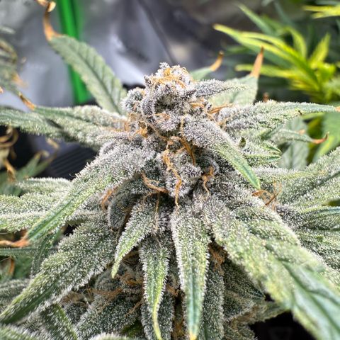 Mephisto Double Grape growlog photo: Day 74. Harvest Day!