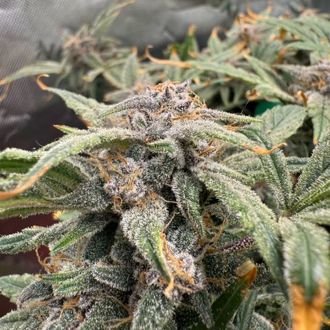 Mephisto Double Grape growlog photo: Day 74. Harvest Day!