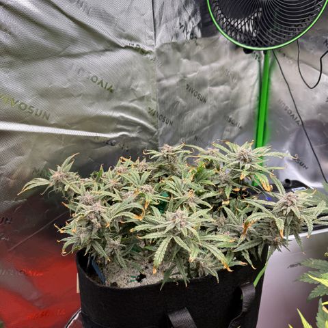 Mephisto Double Grape growlog photo: Day 74. Harvest Day!